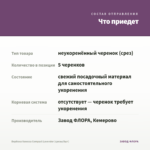 Вербена Vanessa Compact Lavender (срезы/5шт) — что приедет