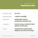 Вербена Vanessa Compact Lime (0,1л) — параметры сорта
