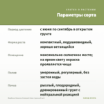 Вербена Vanessa Compact Lime (срезы/5 шт) — параметры сорта