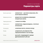 Вербена Vanessa Compact Neon Pink (0,1л) — параметры сорта