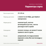 Вербена Vanessa Compact Neon Pink (0,1л) — параметры сорта