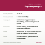 Вербена Vanessa Compact Neon Pink (срезы/5шт) — параметры сорта