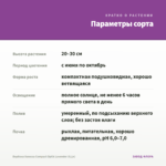 Вербена Vanessa Compact Optik Lavender (0,1л) — параметры сорта