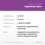 Вербена Vanessa Compact Optik Lavender (срезы/5шт) — параметры сорта