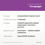 Вербена Vanessa Compact Optik Lavender (срезы/5шт) — что приедет