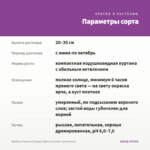 Вербена Vanessa Compact Optik Lavender (срезы/5шт) — параметры сорта