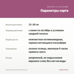 Вербена Vanessa Compact Pink (0,1л) — параметры сорта