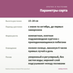Вербена Vanessa Compact Pink (срез/5шт) — параметры сорта