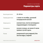Вербена Vanessa Compact Red (0,1л) — параметры сорта