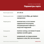 Вербена Vanessa Compact Red (срезы/5шт) — параметры сорта
