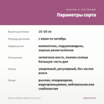 Вербена VANESSA COMPACT Rosa (0,1л.) — параметры сорта
