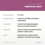 Вербена VANESSA COMPACT Rosa (0,1л.) — параметры сорта