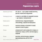 Вербена VANESSA COMPACT Rosa (срезы/5шт) — параметры сорта