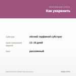 Вербена VANESSA COMPACT Rosa (срезы/5шт) — как укоренить черенок
