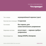 Вербена VANESSA COMPACT Rosa (срезы/5шт) — что приедет