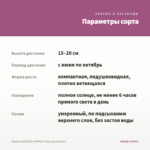 Вербена VANESSA COMPACT Rosa (срезы/5шт) — параметры сорта
