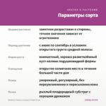 Вербена Vanessa Compact Violet (0,1л) — параметры сорта