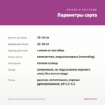 Вербена Vanessa Compact Violet (срезы/5шт) — параметры сорта