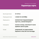 Вербена Vanessa Compact Violet (срезы/5шт) — параметры сорта