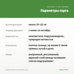 Вербена Vanessa Compact White (0,1л) — параметры сорта