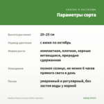 Вербена Vanessa Compact White (срез/5шт) — параметры сорта