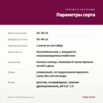 Вербена VANESSA Magenta (0,1л) — параметры сорта