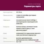 Вербена VANESSA Magenta (0,1л) — параметры сорта