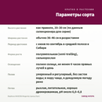 Вербена VANESSA Magenta (срезы/5шт) — параметры сорта
