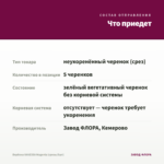 Вербена VANESSA Magenta (срезы/5шт) — что приедет