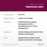 Вербена VANESSA Magenta (срезы/5шт) — параметры сорта