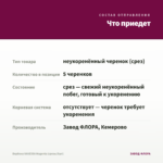 Вербена VANESSA Magenta (срезы/5шт) — что приедет