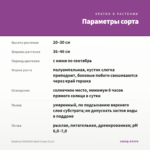 Вербена VANESSA Optik Grape (0,1л) — параметры сорта