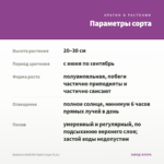 Вербена VANESSA Optik Grape (0,1л) — параметры сорта