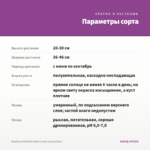 Вербена VANESSA Optik Grape (срезы/5шт) — параметры сорта