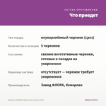 Вербена VANESSA Optik Grape (срезы/5шт) — что приедет