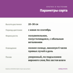 Вербена VANESSA Optik Grape (срезы/5шт) — параметры сорта