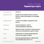 Вербена Vanessa Purple (0,1л) — параметры сорта