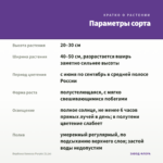 Вербена Vanessa Purple (0,1л) — параметры сорта
