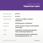 Вербена Vanessa Purple (срезы/5шт) — параметры сорта