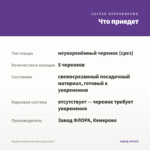 Вербена Vanessa Purple (срезы/5шт) — что приедет