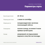 Вербена Vanessa Purple (срезы/5шт) — параметры сорта