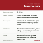 Вербена Vanessa Red (0,1л) — параметры сорта