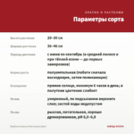 Вербена Vanessa Red (срезы/5шт) — параметры сорта