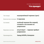 Вербена Vanessa Red (срезы/5шт) — что приедет
