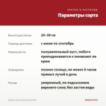 Вербена Vanessa Red (срезы/5шт) — параметры сорта
