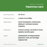 Вербена Vanessa White Imp. (0,1л) — параметры сорта