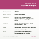 Вербена Wicked Dark Pink Confetti Garden (0,1л) — параметры сорта