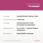 Вербена Wicked Dark Pink Confetti Garden (срезы 5 шт) — что приедет