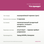 Вербена Wicked Dark Pink Confetti Garden (срезы/5шт) — что приедет