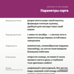 Вербена Wicked Purple (0,1л) — параметры сорта